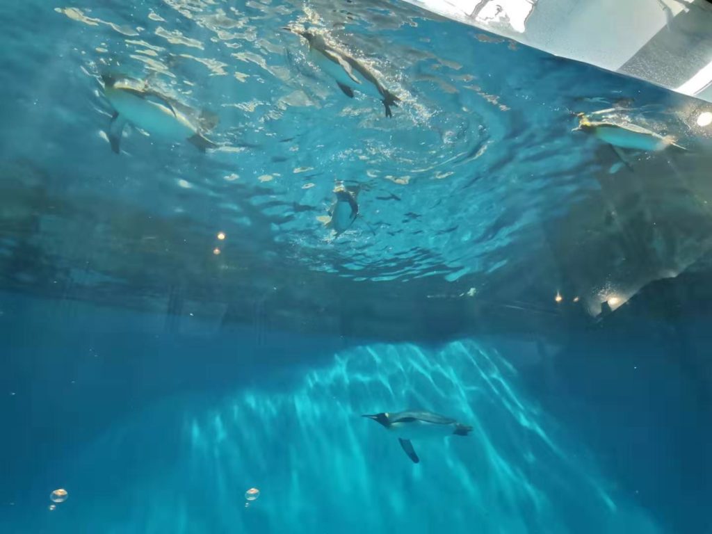 長崎ペンギン水族館の水中飛行