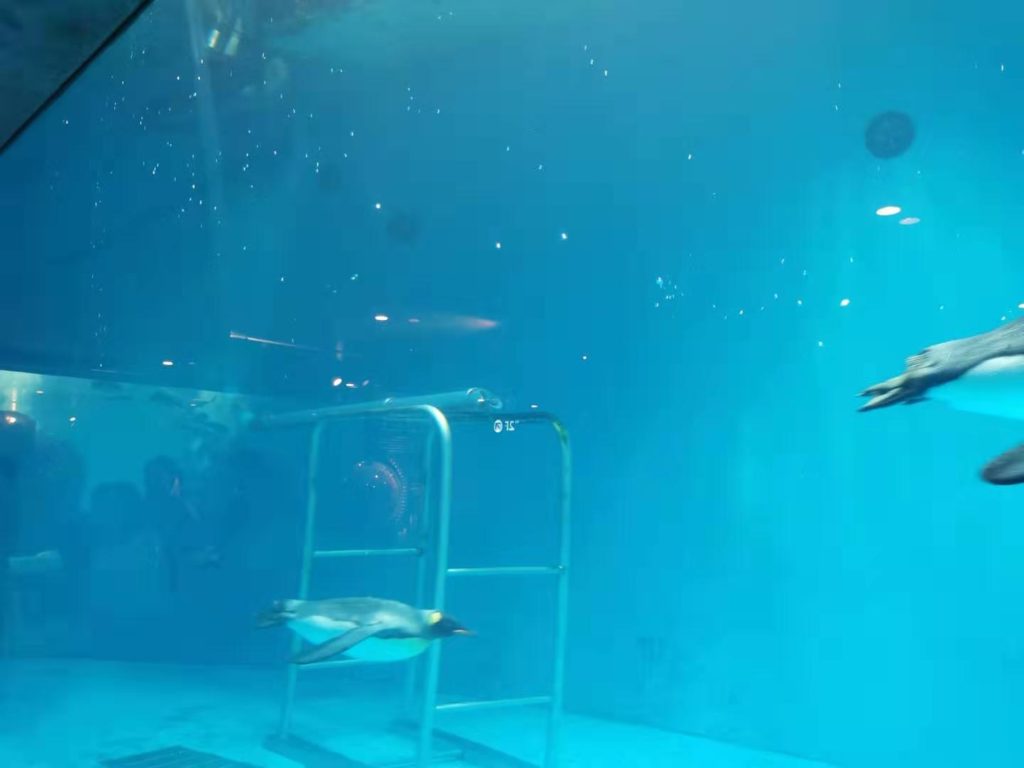 長崎ペンギン水族館の水中飛行弾丸ペンギン