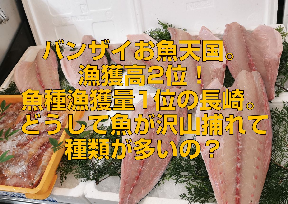 バンザイお魚天国 漁獲高2位 魚種漁獲量1位の長崎 どうして魚が沢山捕れて種類が多いの 今すぐ長崎